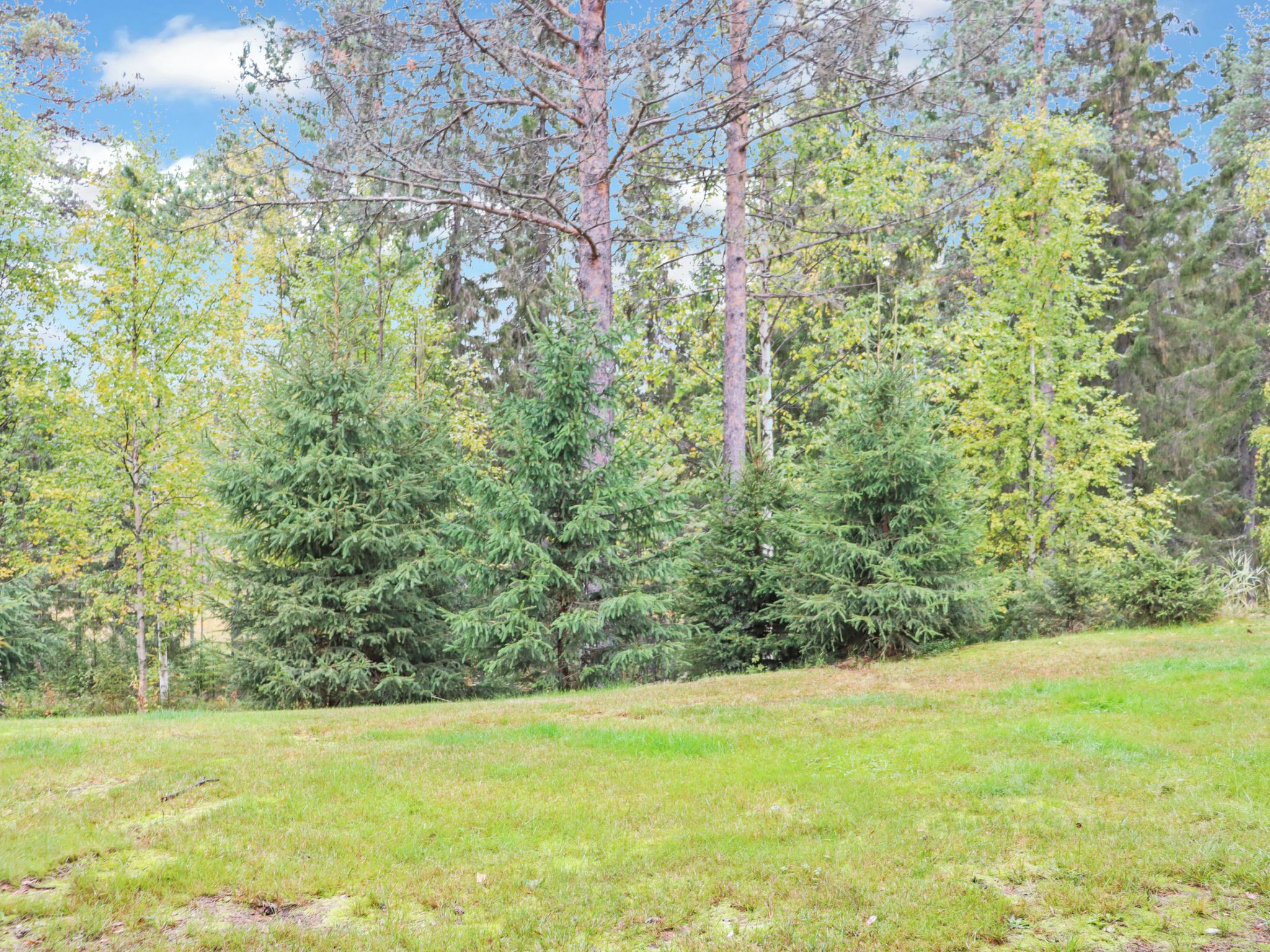 A grassy field with dense coniferous trees in the background.