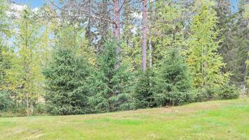 A grassy field with dense coniferous trees in the background.