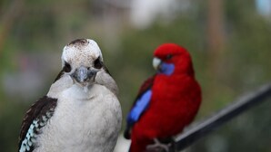Zwei Vögel auf einem Geländer sitzend.