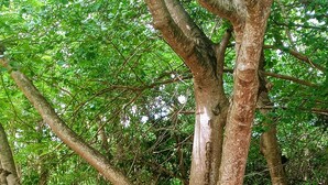 A dense forest with multiple large trees and undergrowth. - The Boat Shed (Christiansted)