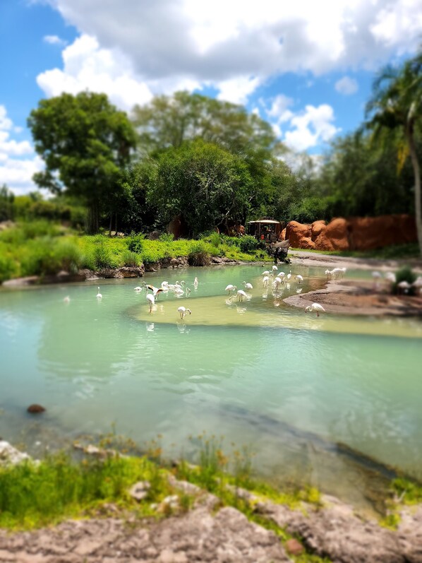 A natural landscape with a clear water body, surrounded by greenery and rocks. - Condo Serenity (Harlingen)