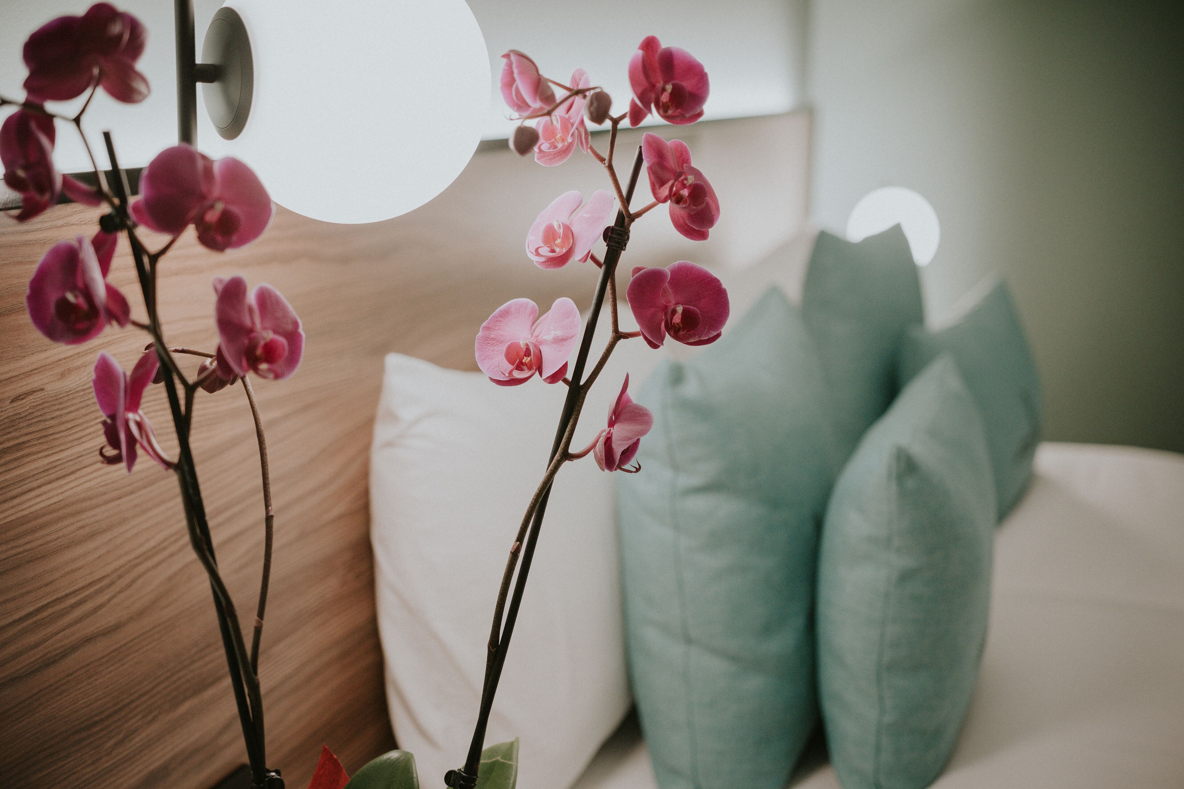 A bedroom with a bed, pillows, and an orchid plant.
