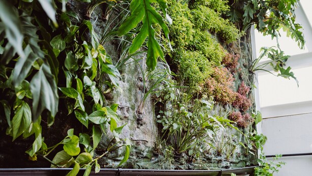 A vertical garden with various plants and a moss-covered wall. - Hotel Catalina Plaza (Las Palmas de Gran Canaria)