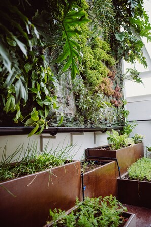 A vertical garden with various plants and a moss-covered wall. - Hotel Catalina Plaza (Las Palmas de Gran Canaria)