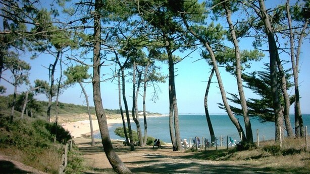 Un sentier bordé de grands pins qui longe la plage et mène à une étendue de sable.