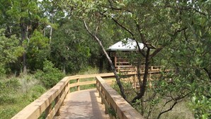 Une promenade en bois mène à une structure abritée, entourée d’arbres.