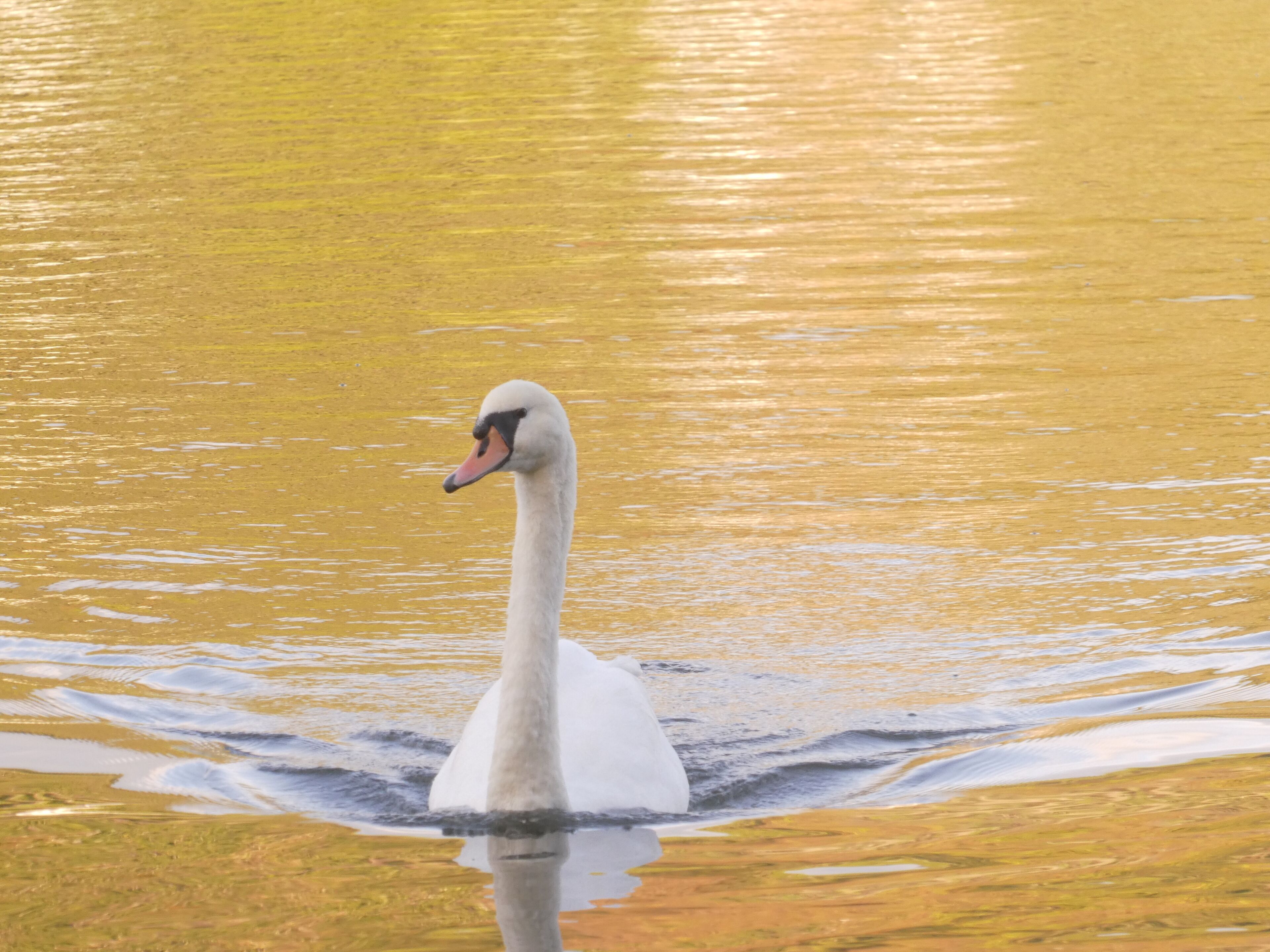 Un cisne nadando en el agua.