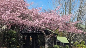 A stone archway leading to a building with a green roof, surrounded by cherry blossom trees.