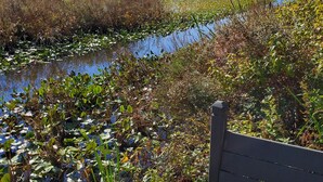 A bench overlooking a lake with water lilies and a variety of vegetation. - Tip of the Peninsula Lake House Retreat (South Bend)