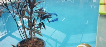 RV Executive Home I - In Tranquil Setting, Indoor - In-ground Pool