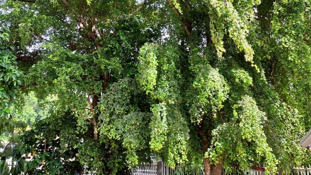 A large tree with dense foliage in a fenced area.