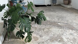 A clean, white-walled room with a door, a window with bars, hanging plants, and a potted monstera plant.