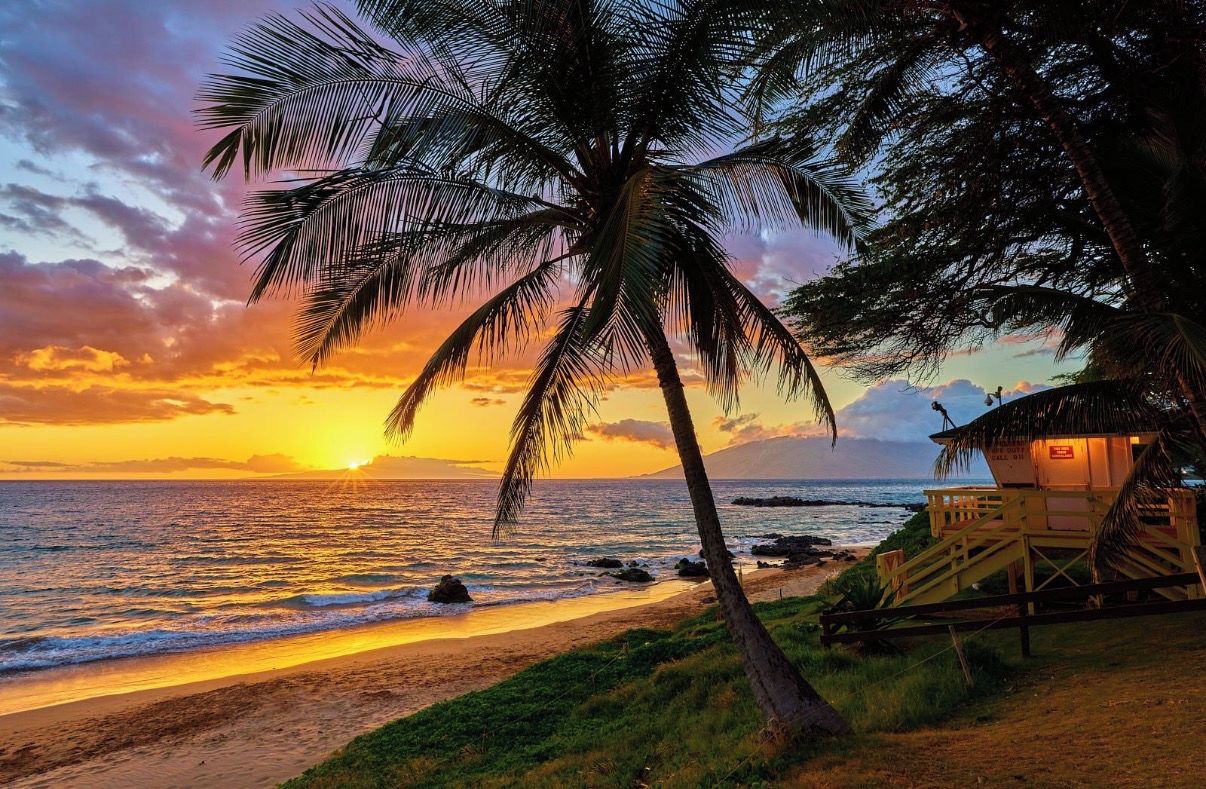 A beach scene with a palm tree, ocean, and a lifeguard tower.