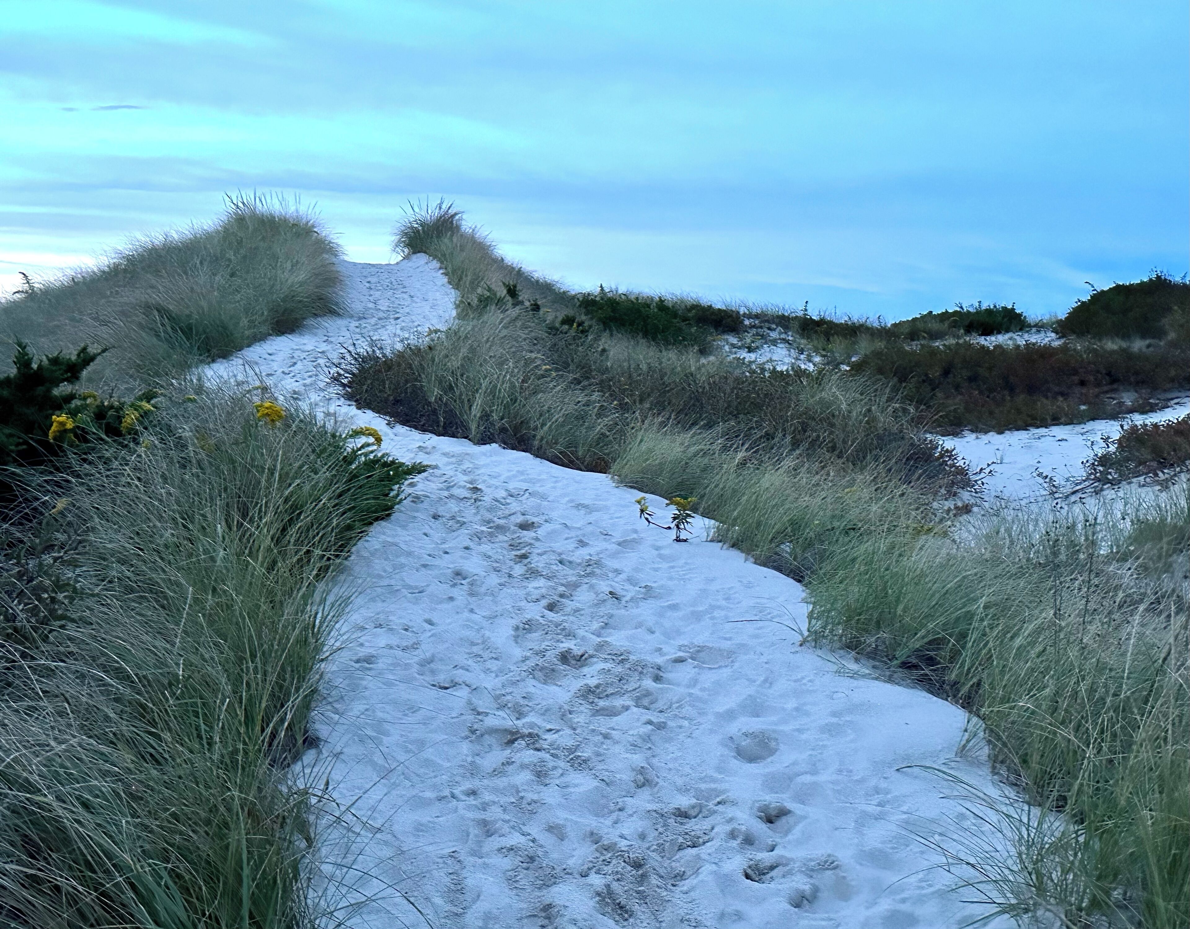 Un sendero cubierto de nieve, bordeado por hierba y pequeñas flores amarillas.