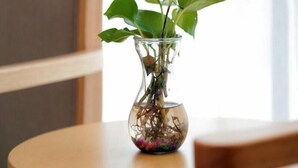 Un florero de vidrio transparente con una planta sobre una mesa redonda de madera.