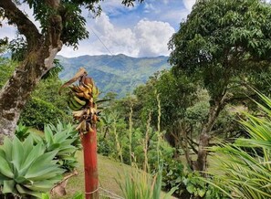 Escape to a serene tropical paradise surrounded by lush greenery and majestic mountains.