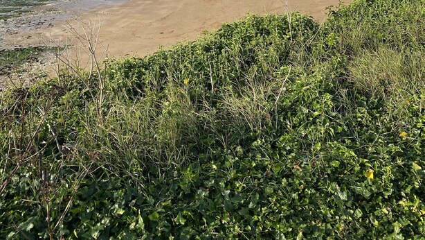 Ein Küstenstrand mit weißen Klippen, einem Sandufer und Grünpflanzen im Vordergrund.