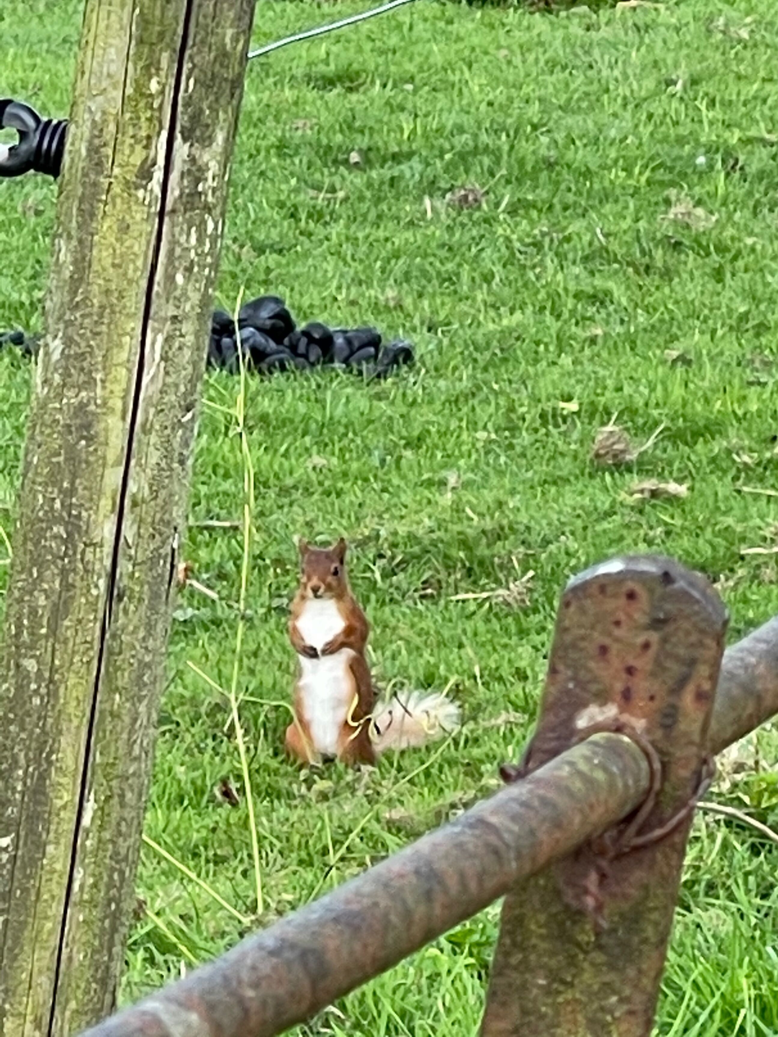 A squirrel sitting on grass near a wooden fence.
