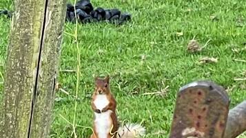 A squirrel sitting on grass near a wooden fence.