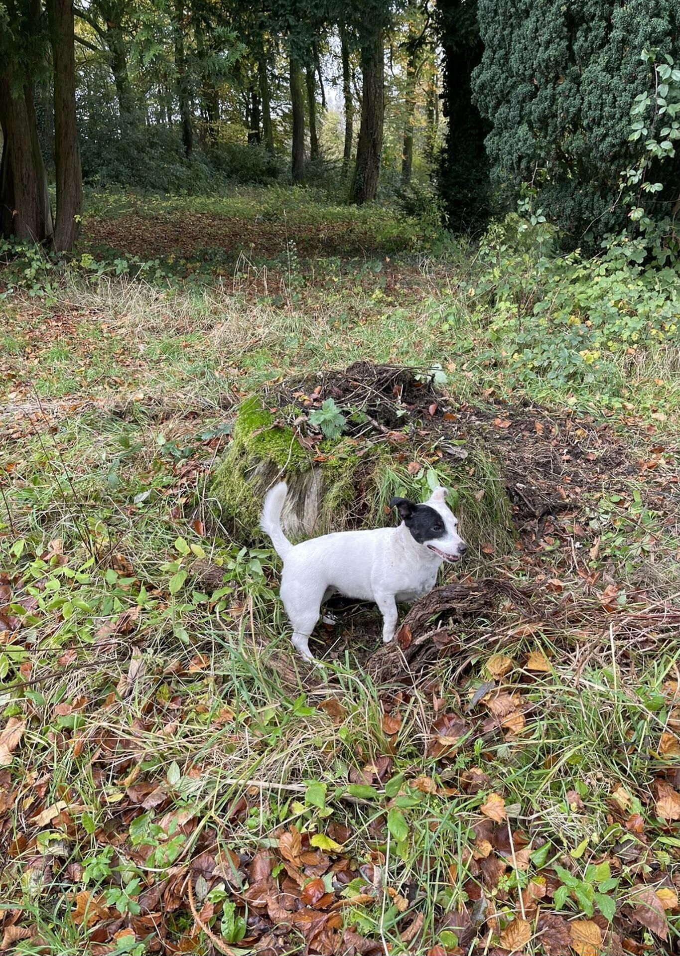 Un cane in una zona boschiva, tra alberi e sottobosco.