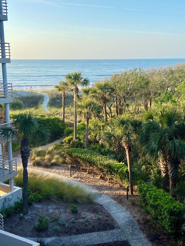 Un área ajardinada con palmeras y un sendero que conduce a la playa.