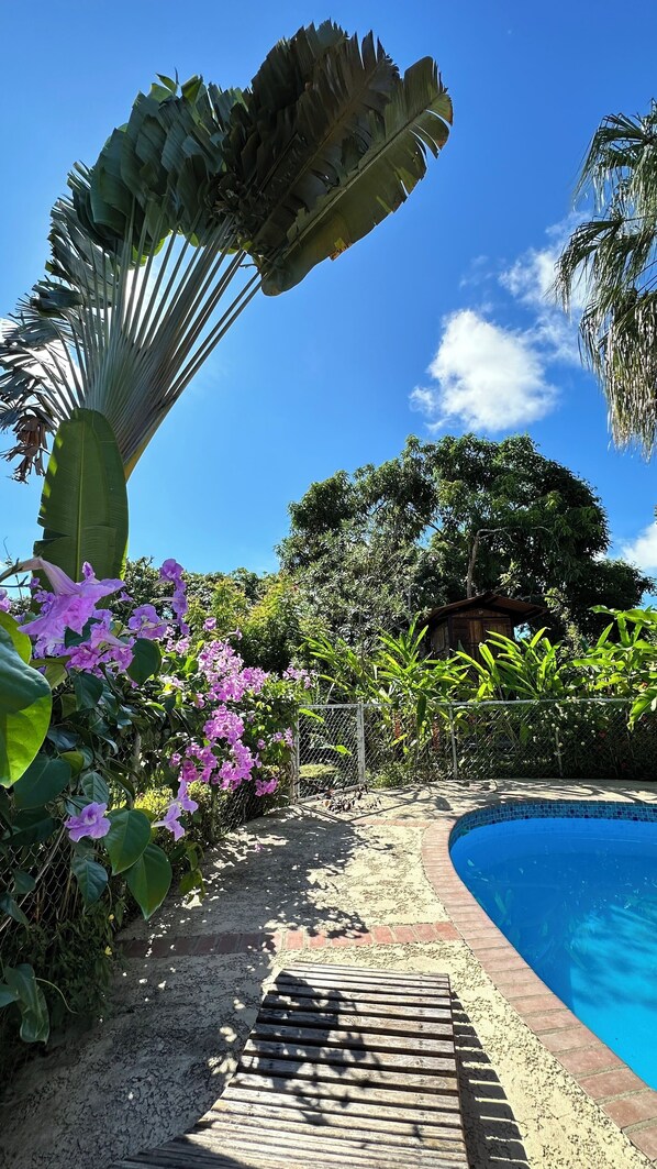 A pool area with a wooden deck, surrounded by lush greenery and flowering plants.