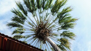 A multi-story building with a balcony, a staircase, and a palm tree.