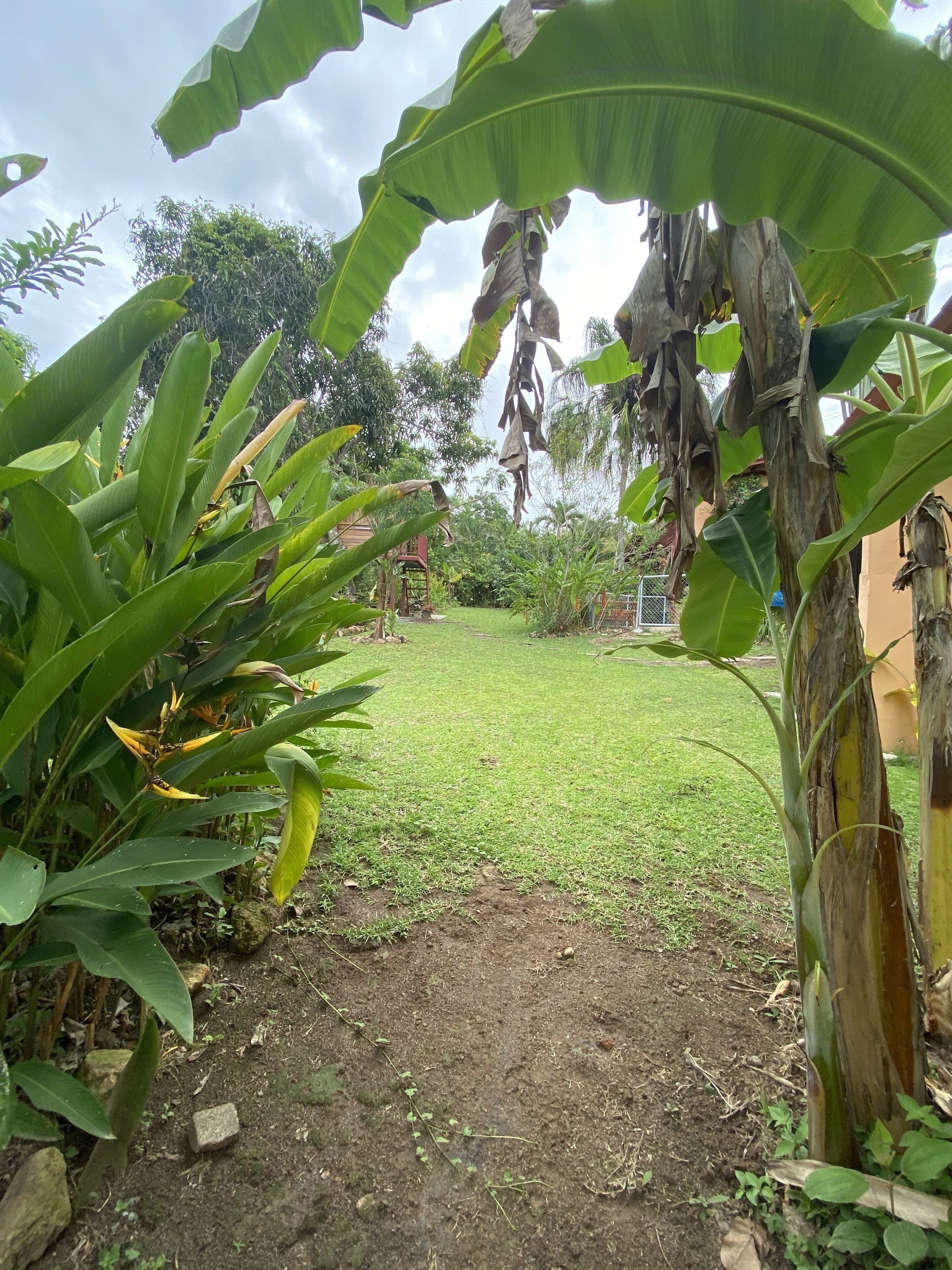 A garden with banana trees, a lawn, and a building in the background.