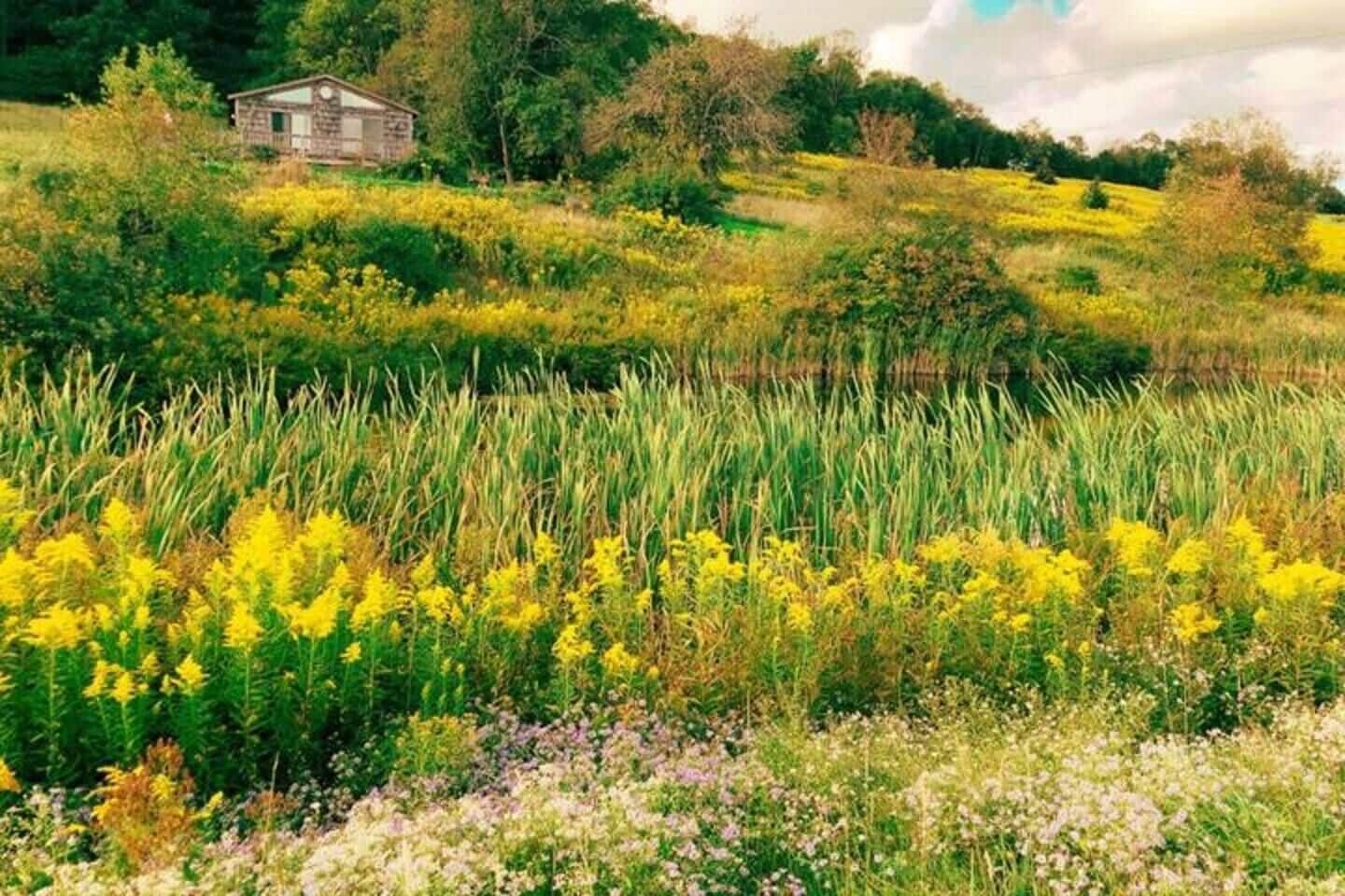 Un paysage rural avec une petite maison en pierre, entourée de champs de fleurs jaunes et d’herbes hautes.