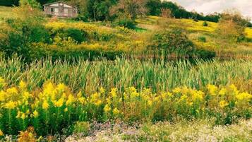 Un paysage rural avec une petite maison en pierre, entourée de champs de fleurs jaunes et d’herbes hautes.