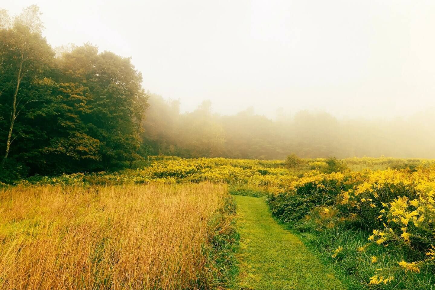 Un paisaje natural con un sendero cubierto de hierba, árboles frondosos y flores amarillas.