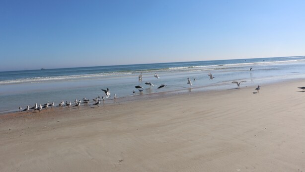 Una playa con gaviotas y un cielo despejado.