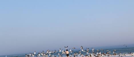 Beach nearby, sun-loungers, beach towels