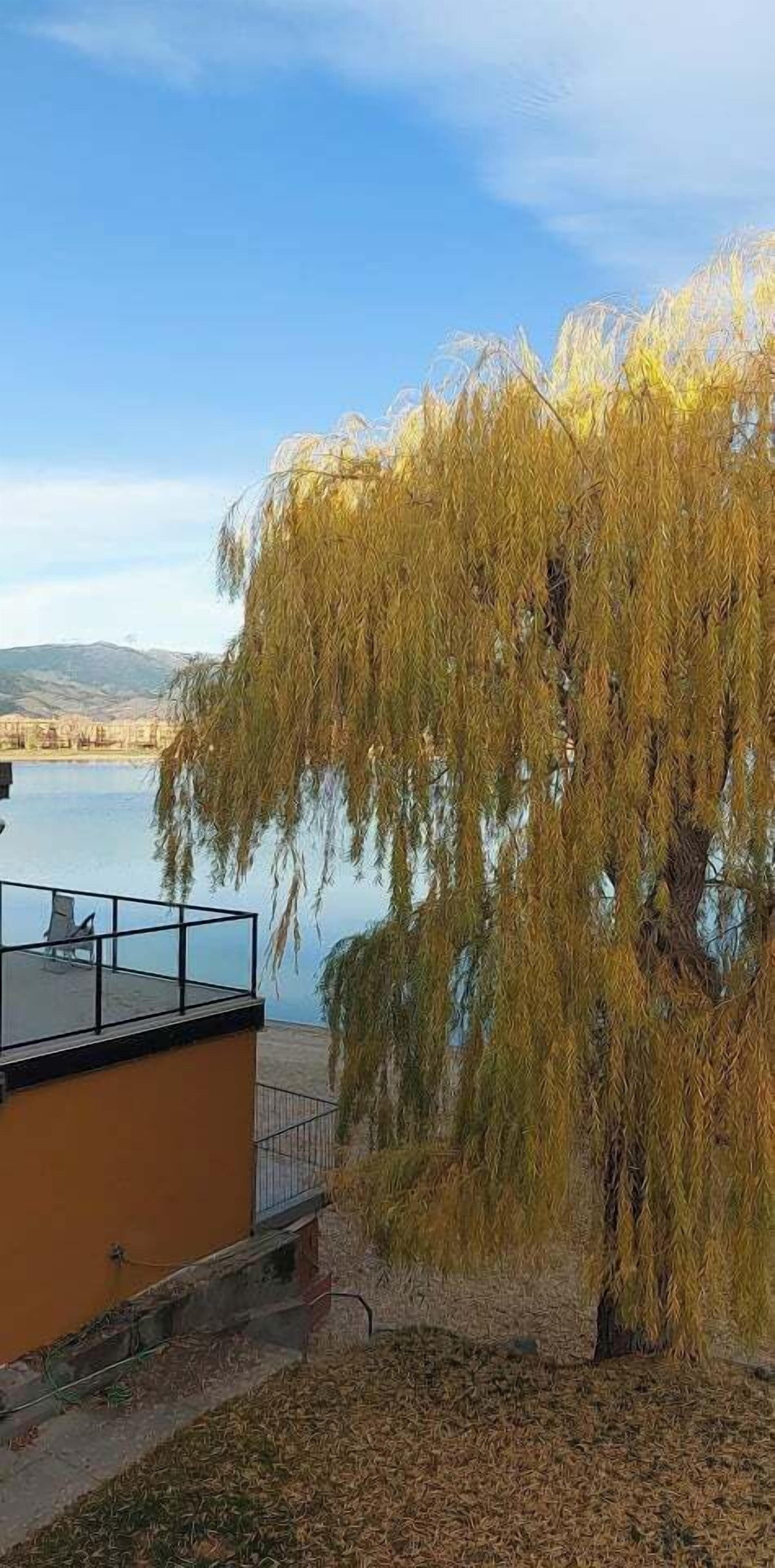 Un edificio con balcón que da a un cuerpo de agua y un sauce llorón.