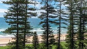 Una playa con altos pinos al frente y vista al océano.