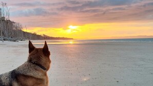 A dog sitting on a beach during sunset.