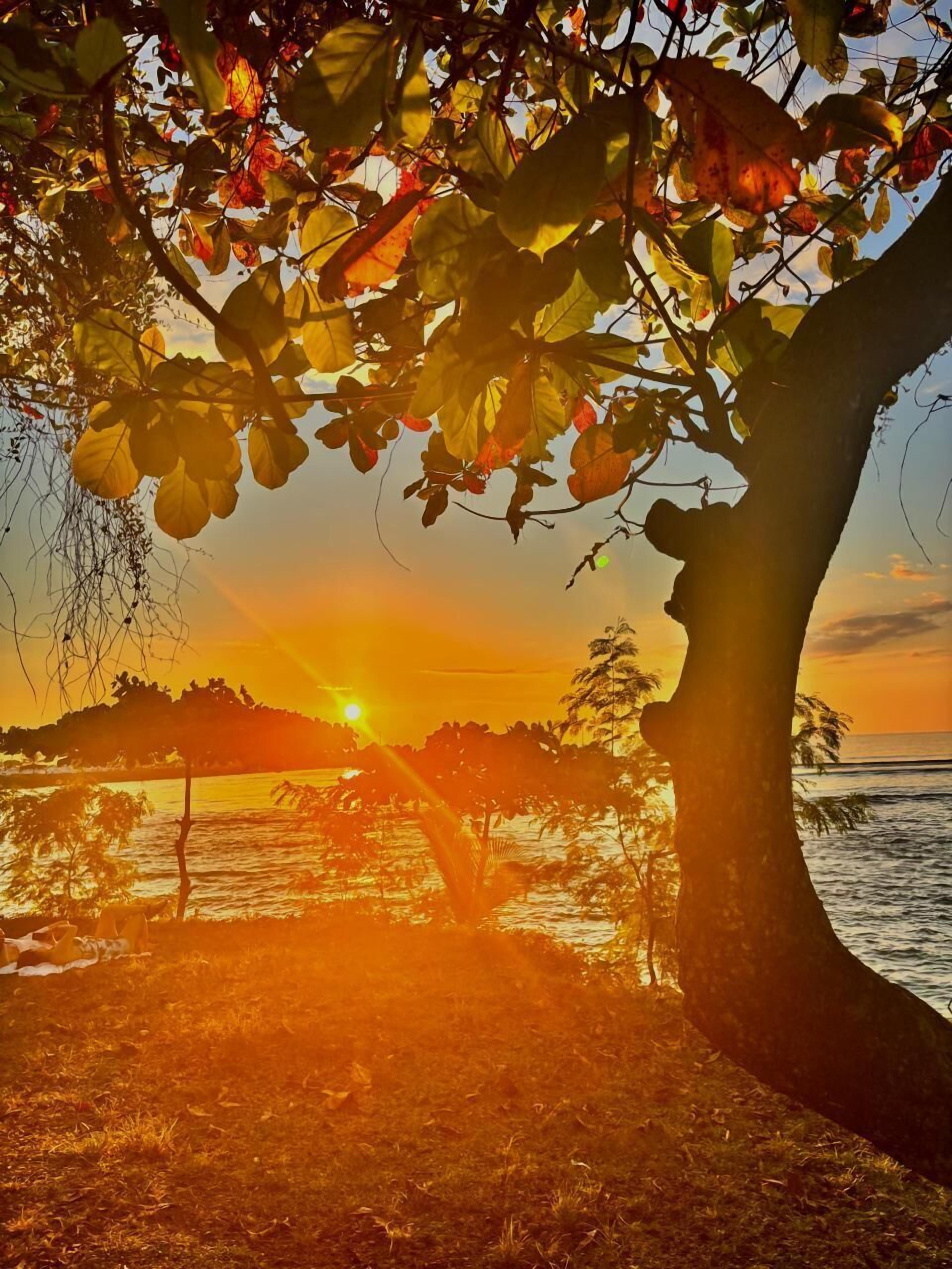 A sunset view with a tree in the foreground and a beach in the background.