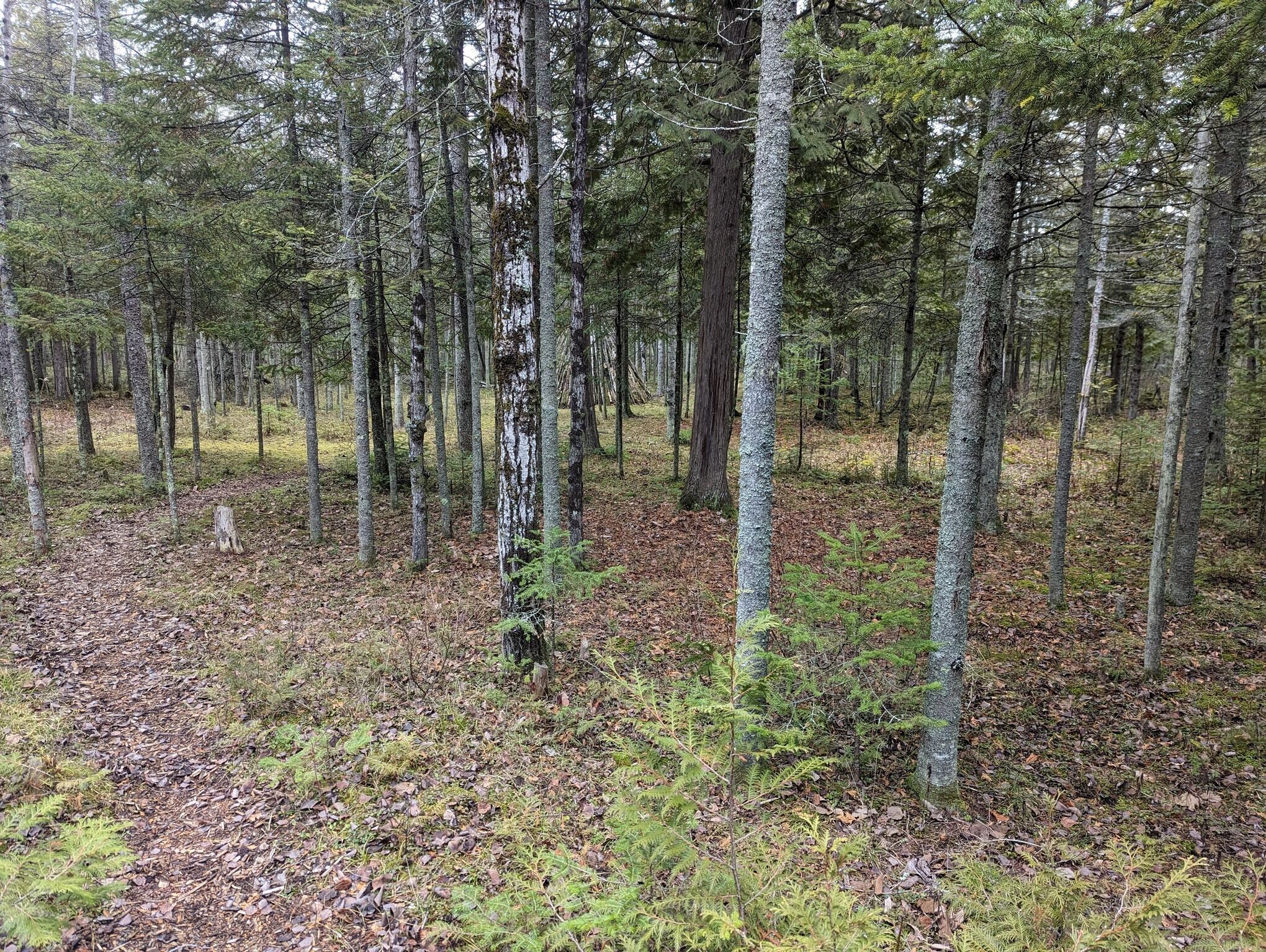 Une forêt dense, avec de grands arbres et un sol recouvert de feuilles mortes.