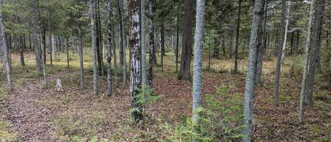 Une forêt dense, avec de grands arbres et un sol recouvert de feuilles mortes.