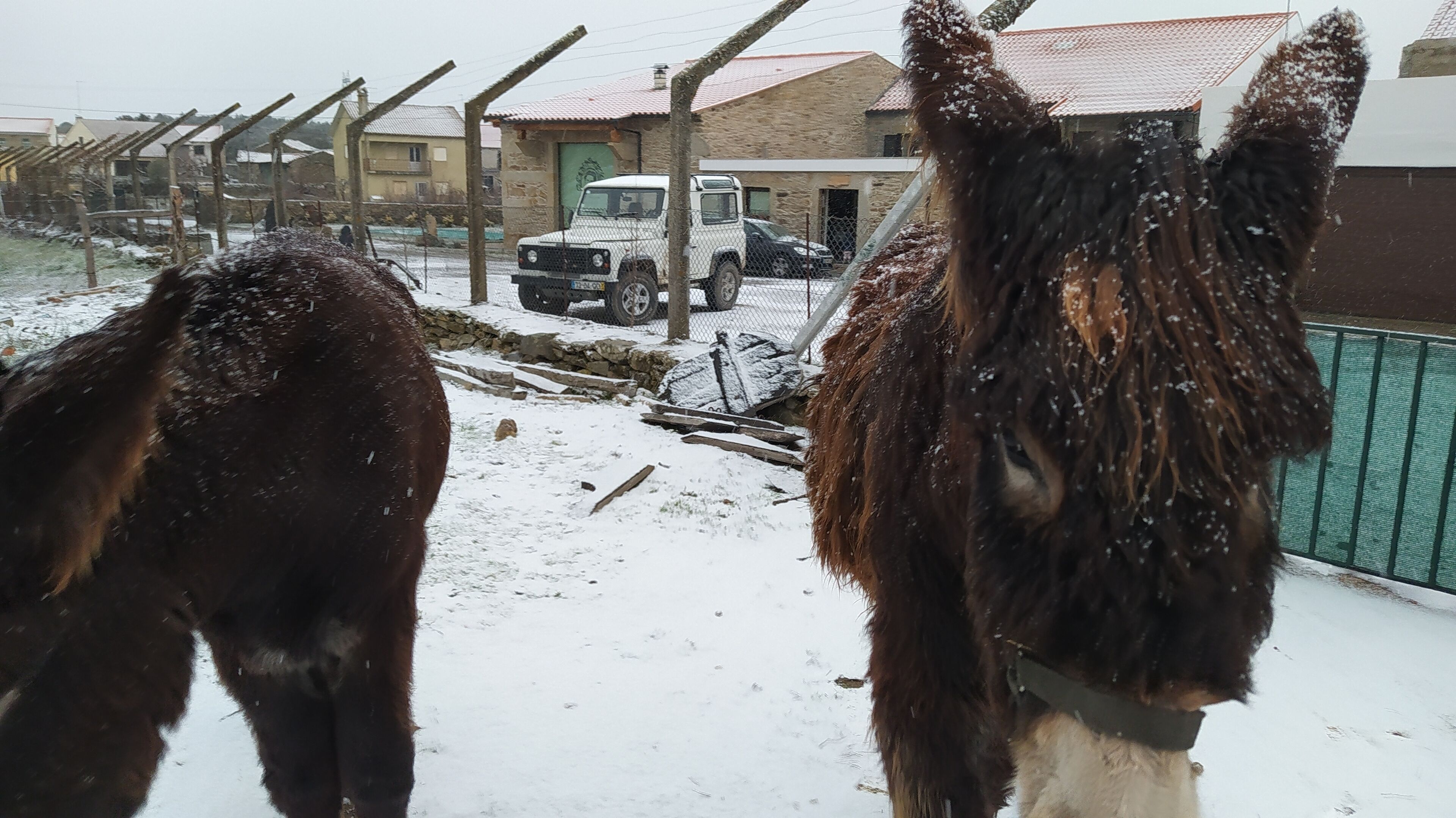 Two horses in a snowy outdoor area with a fence, a parked truck, and buildings in the background.