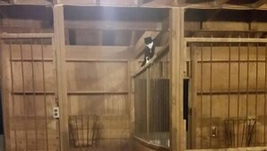 A barn interior with wooden walls, a metal gate, and a stable door. - Pleasant Hills Farm Stargazer Farmstay (Darnestown)