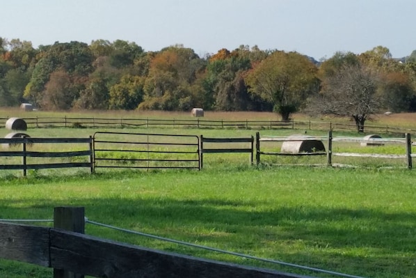 Paddocks