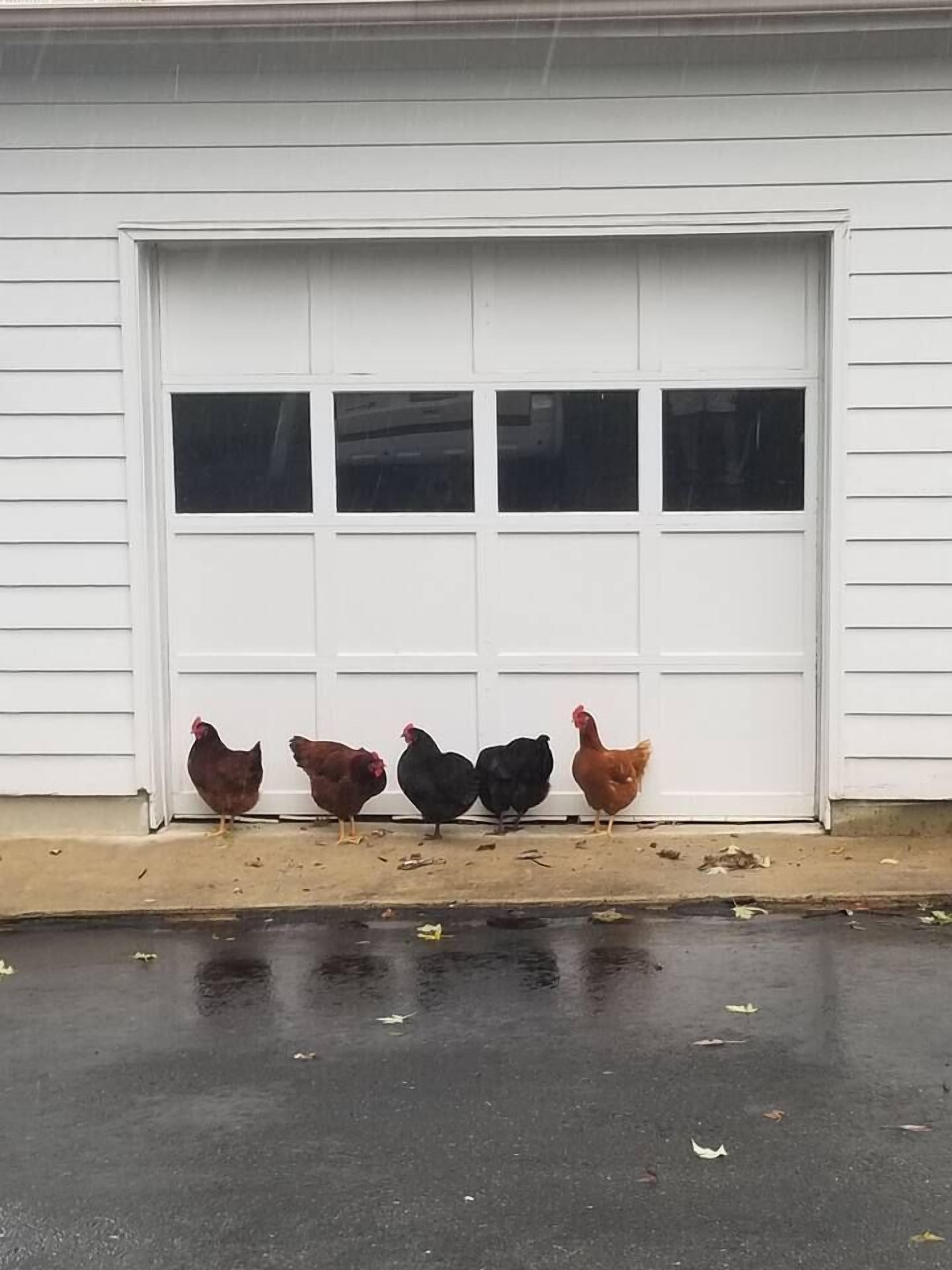 A row of chickens standing in front of a white garage door with four windows.