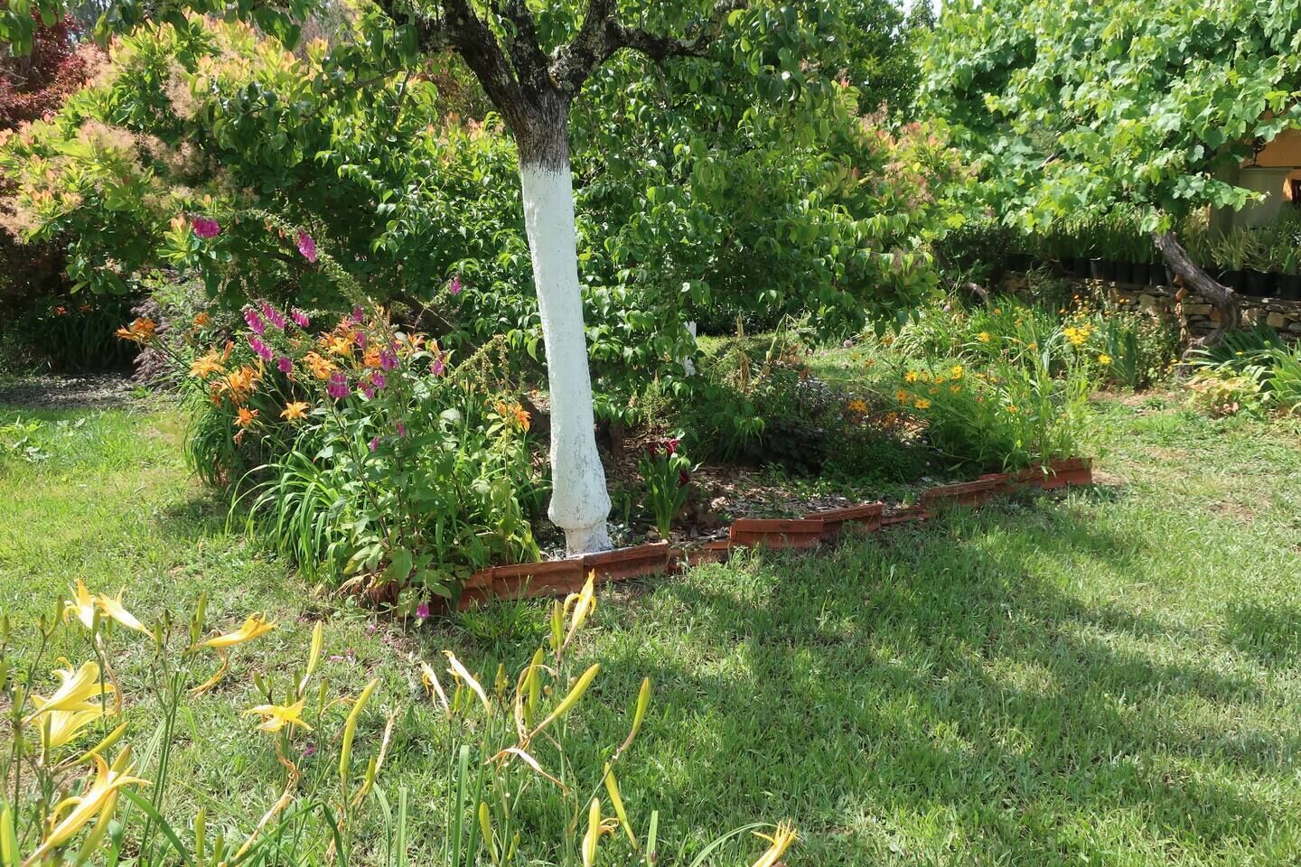 A garden with a tree, various plants, and a wooden border.