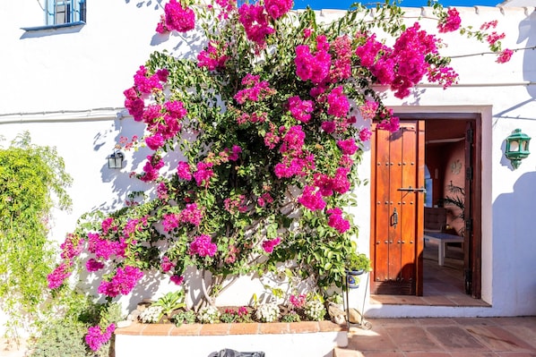 A white building with a wooden door, a potted plant, and a wall-mounted light fixture.