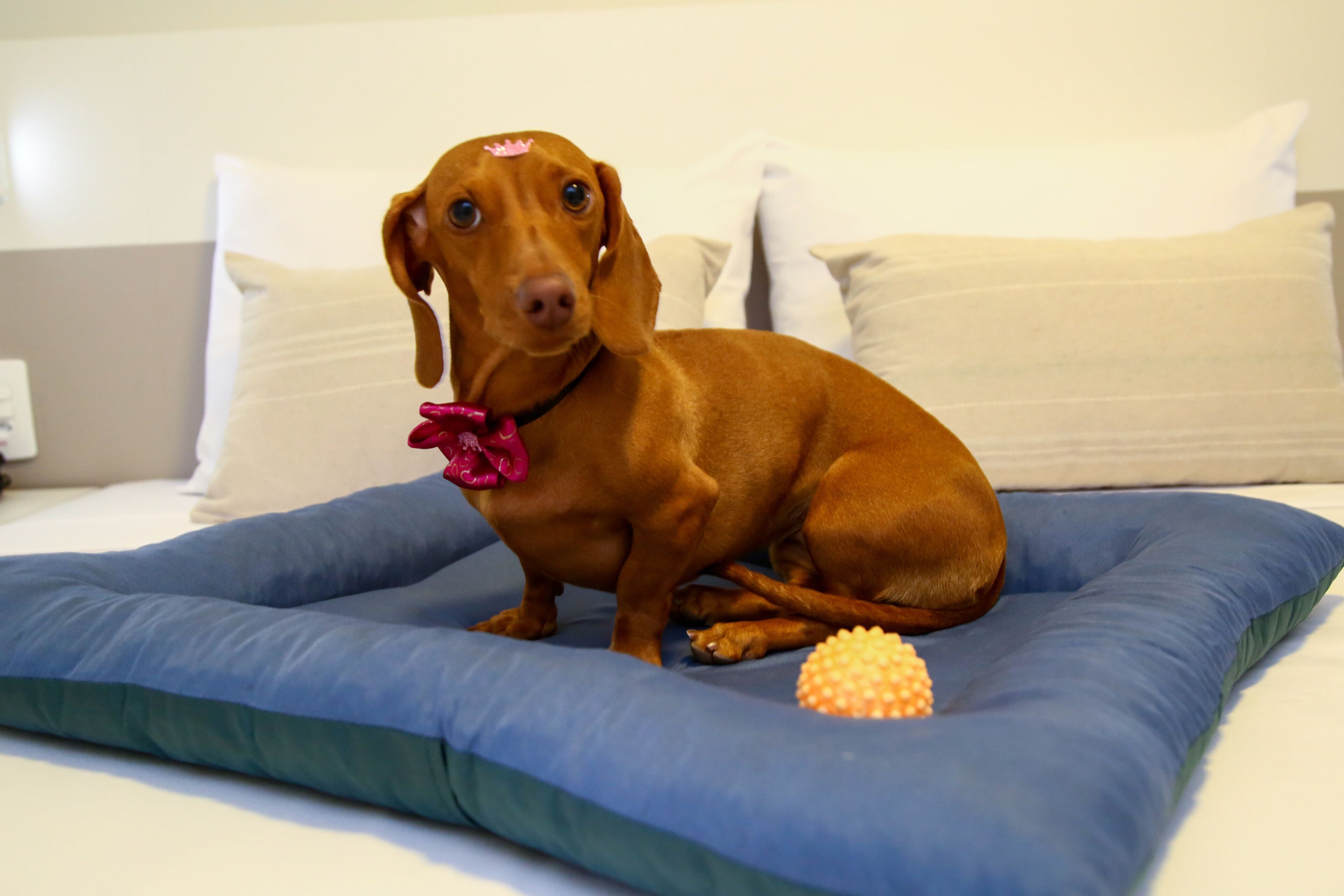 A brown dog sitting on a blue bed with white pillows.