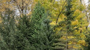 Una terrassa de fusta amb taula i cadires de metall, envoltada d'arbres de fullatge groc.