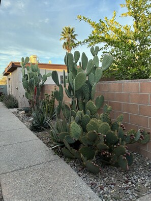 Un jardín de cactus con un muro de ladrillo y un edificio al fondo.