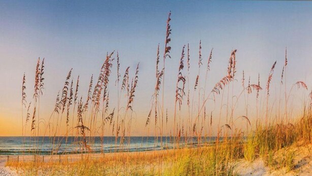 A beach with tall grasses and a clear sky. - Villa Maybach, Whg. 3 - Villa Maybach (Sylt)