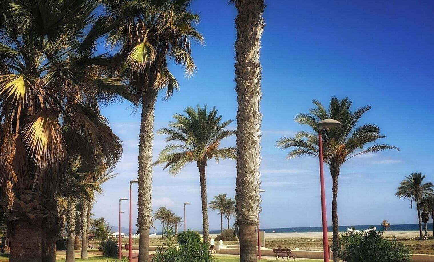 Une promenade en bord de mer, bordée de palmiers, avec des bancs et une vue dégagée sur l’océan.
